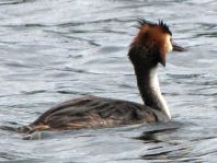 Haubentaucher, Podiceps cristatus