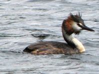 Haubentaucher, Podiceps cristatus