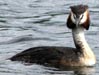 Haubentaucher, Podiceps cristatus