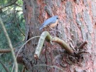 Kleiber, Sitta europaea