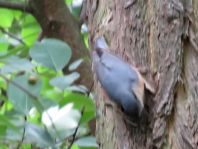 Kleiber, Sitta europaea