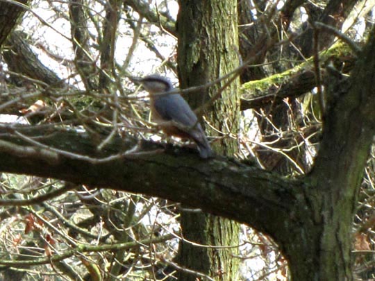 Kleiber, Sitta europaea
