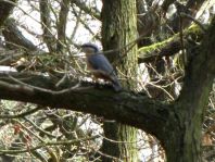 Kleiber, Sitta europaea