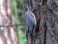 Kleiber, Sitta europaea
