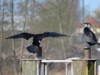 Kormoran, Phalacrocorax carbo