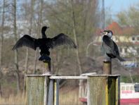 Kormoran, Phalacrocorax carbo