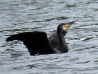 Kormoran, Phalacrocorax carbo