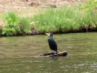 Kormoran, Phalacrocorax carbo