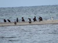 Kormoran, Phalacrocorax carbo