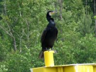 Kormoran, Phalacrocorax carbo