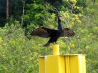 Kormoran, Phalacrocorax carbo