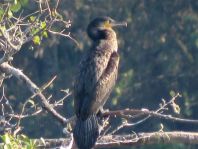 Kormoran, Phalacrocorax carbo