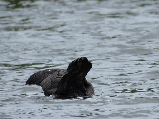 Kormoran, Phalacrocorax carbo