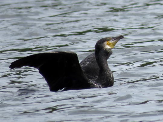 Kormoran, Phalacrocorax carbo