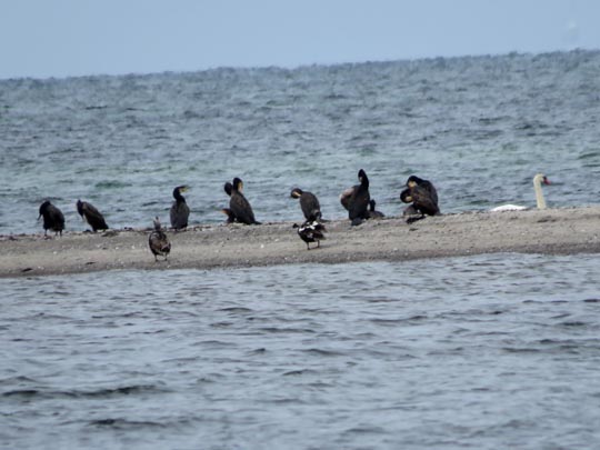 Kormoran, Phalacrocorax carbo