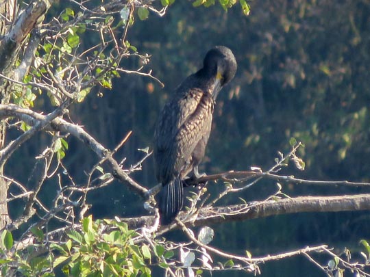 Kormoran, Phalacrocorax carbo