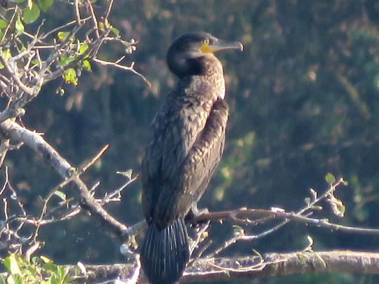 Kormoran, Phalacrocorax carbo