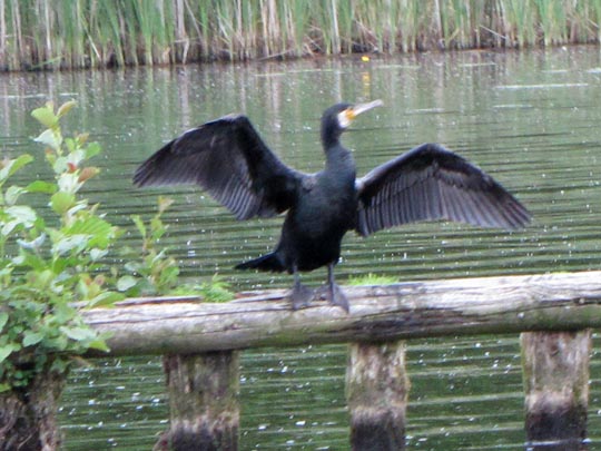 Kormoran, Phalacrocorax carbo