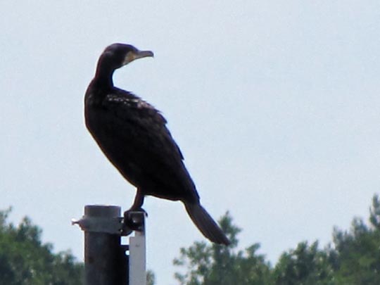 Kormoran, Phalacrocorax carbo