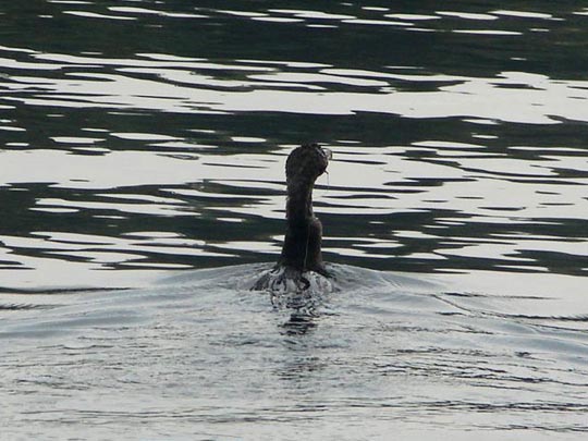 Kormoran, Phalacrocorax carbo