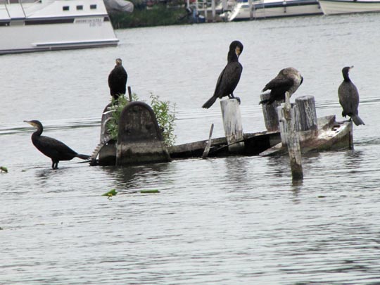 Kormoran, Phalacrocorax carbo
