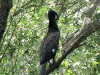 Kormoran, Phalacrocorax carbo