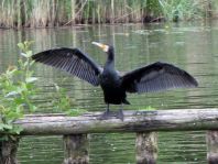 Kormoran, Phalacrocorax carbo