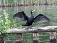 Kormoran, Phalacrocorax carbo