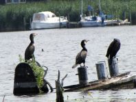 Kormoran, Phalacrocorax carbo