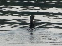 Kormoran, Phalacrocorax carbo