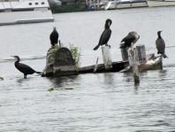 Kormoran, Phalacrocorax carbo