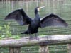 Kormoran, Phalacrocorax carbo