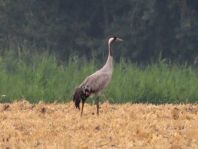 Kranich, Grus grus