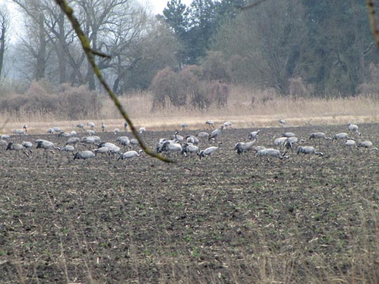 Grus grus, Kranich