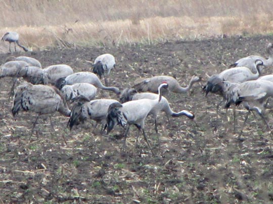 Grus grus, Kranich