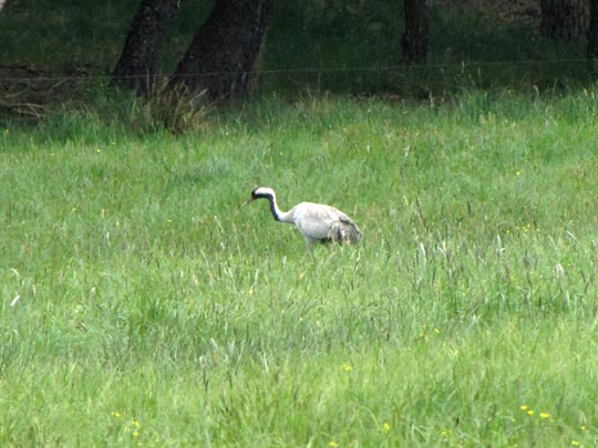 Grus grus, Kranich