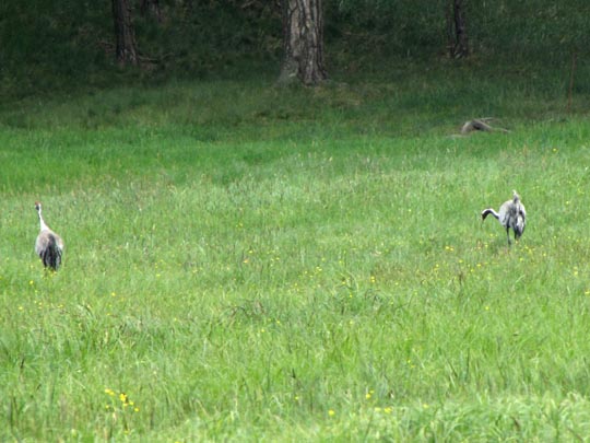 Grus grus, Kranich