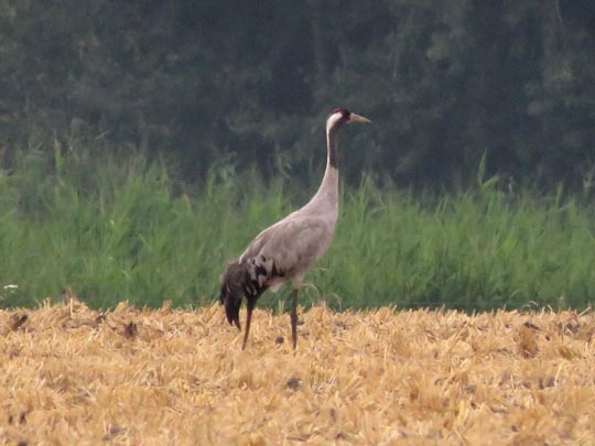 Grus grus, Kranich