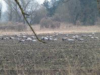 Kranich, Grus grus