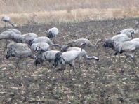 Kranich, Grus grus