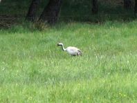 Kranich, Grus grus