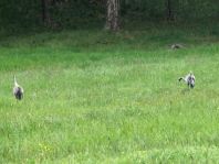 Kranich, Grus grus
