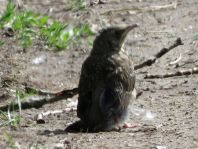 Misteldrossel, Turdus viscivorus