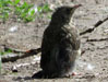 Misteldrossel, Turdus viscivorus