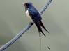 Rauchschwalbe, Hirundo rustica