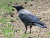 Nebelkrähe, Corvus cornix