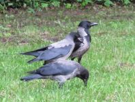 Nebelkrähe, Corvus cornix