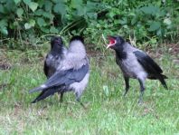 Nebelkrähe, Corvus cornix