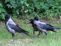 Nebelkrähe, Corvus cornix