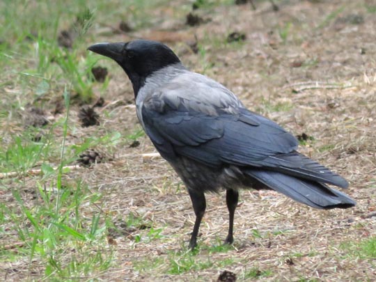 Nebelkrähe, Corvus cornix